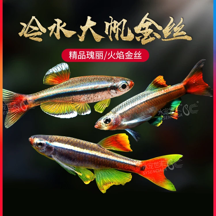 白云耐活活体小型原生鱼荷兰金丝冷水鱼不加温原生淡红尾灯科鱼