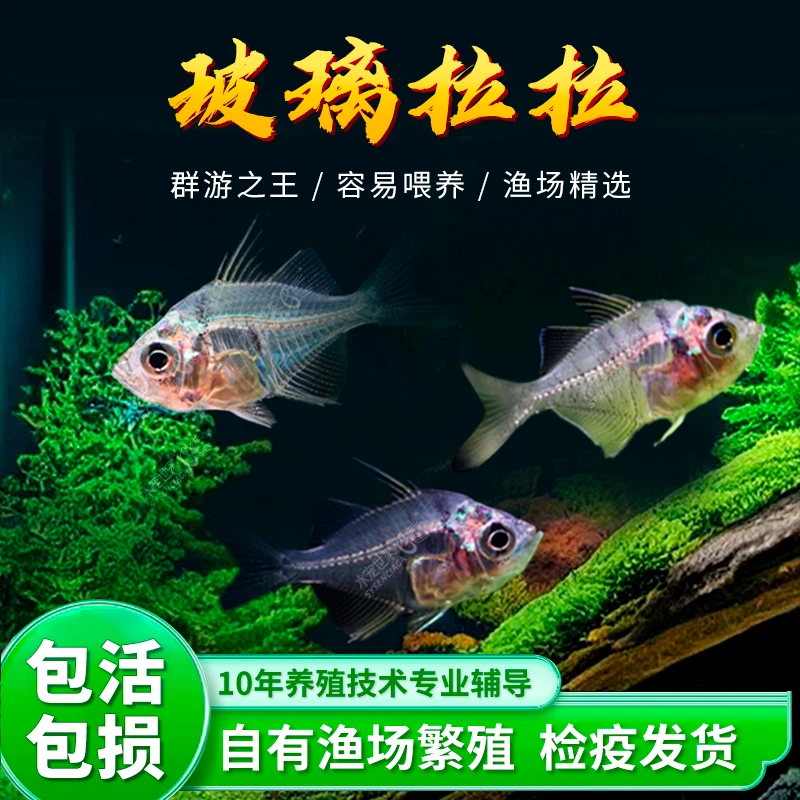 小型拉拉鱼透明鱼拉拉小型猫热带鱼观赏鱼活体群游淡水草缸鱼包活