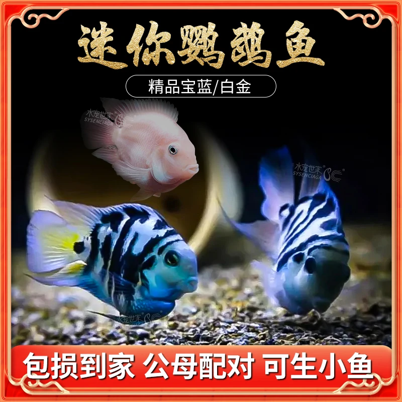 鲜活迷你鹦鹉鱼短鲷科鱼淡水养鱼宝蓝鹦鹉白化鹦鹉金波子蓝波子