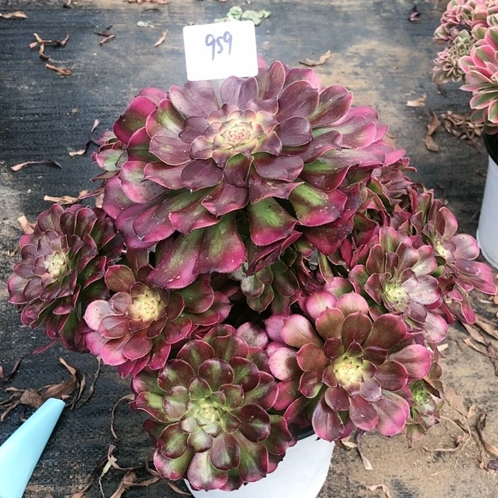 荷**月959号 舞天姬 多肉植物寄养