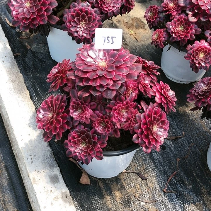 柠***-755号 黑铜超白 多肉植物
