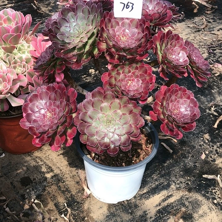 ?****子763号 月蝉 多肉植物