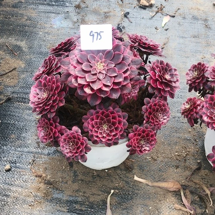 小**?975号 黑铜超白 多肉植物