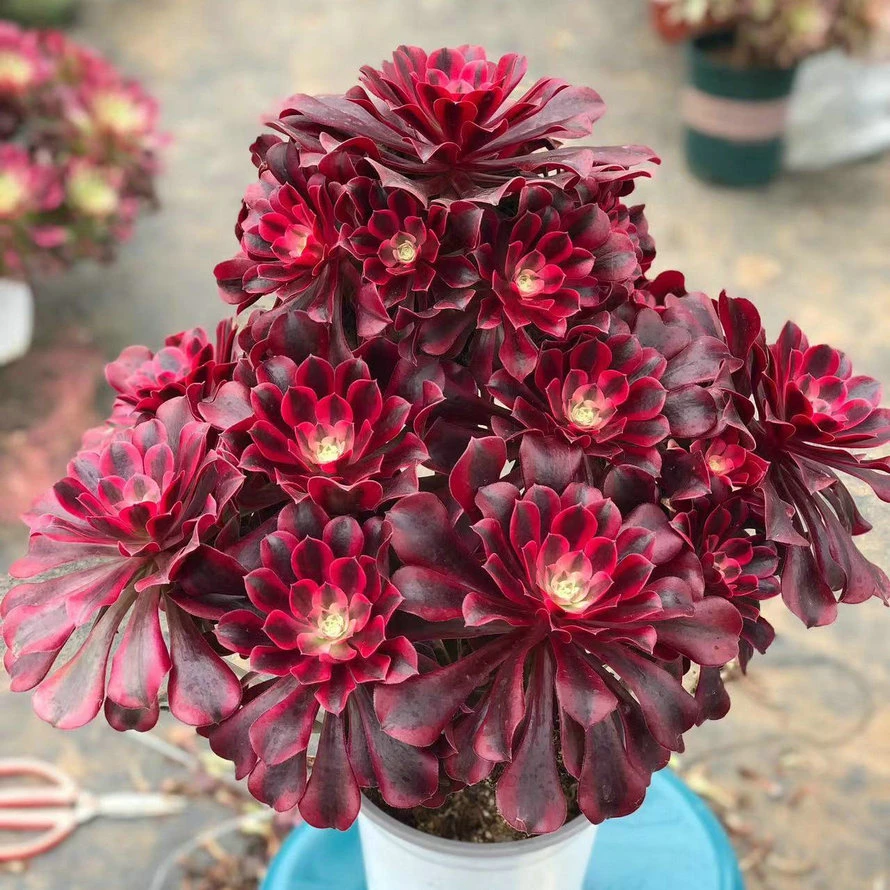 多肉植物精品法师锦一物一拍 绿植花卉