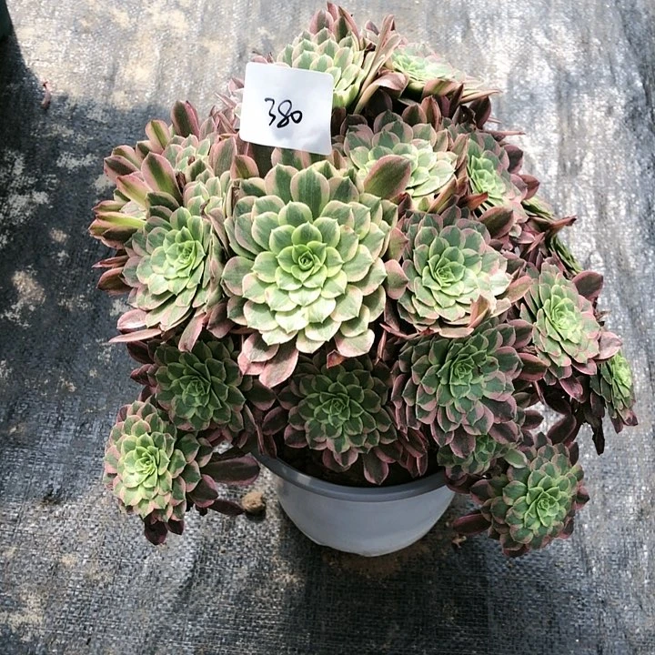 陌*380号 朝霞 多肉植物