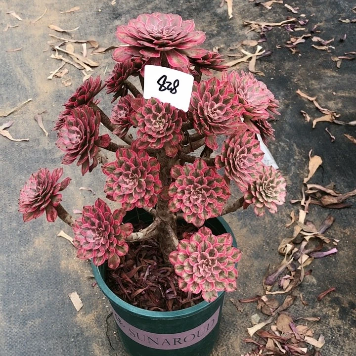 蝴***?828号 紫霞 多肉植物寄养