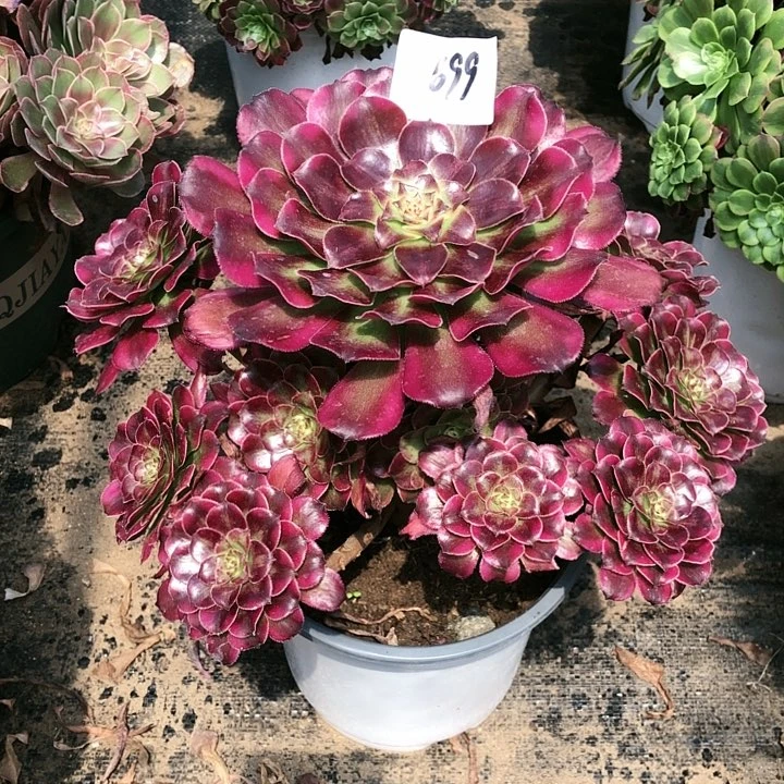 陈*699号舞天姬 多肉植物