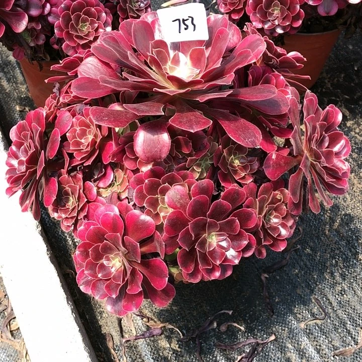 黑***使753号 美杜莎 多肉植物
