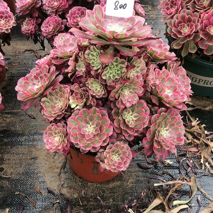 嘉****?800号红铜超白 多肉植物