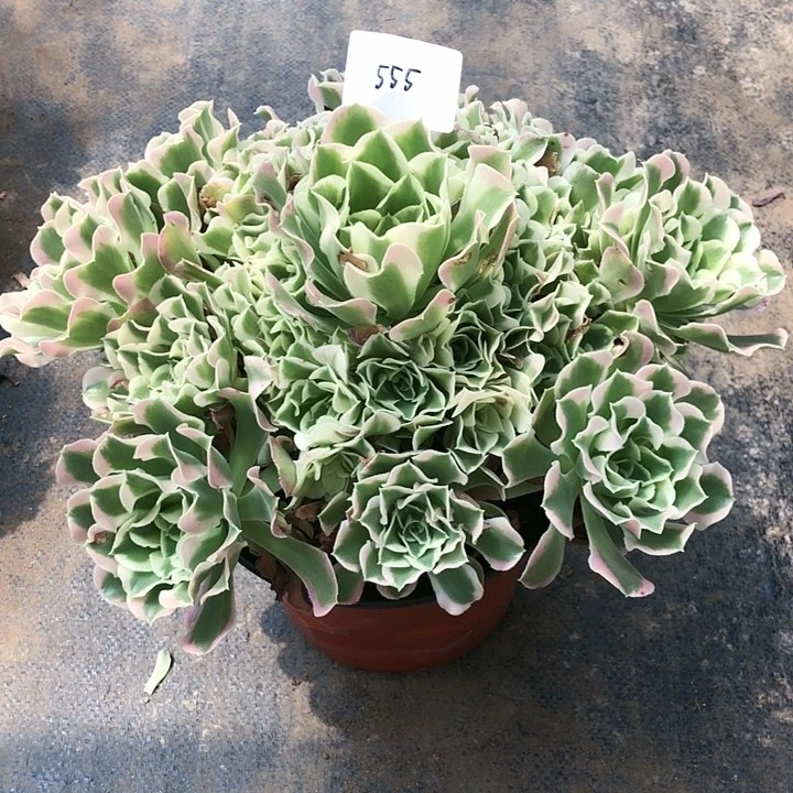 天****馆555号 雨花石 多肉植物寄养