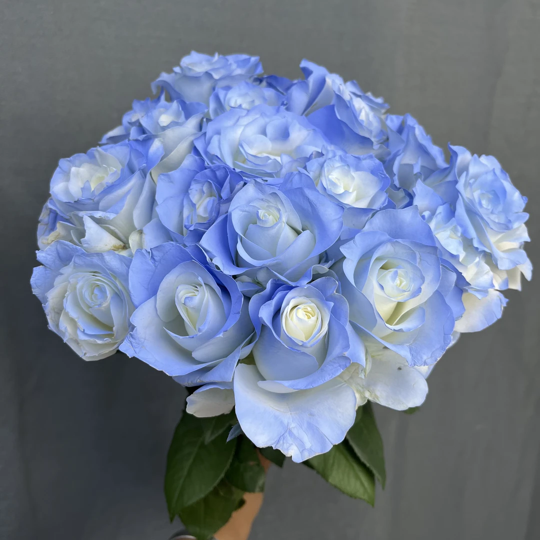 【碎冰蓝】云南鲜花基地直发 鲜切花 玫瑰鲜花 送礼 养护 赠品选择