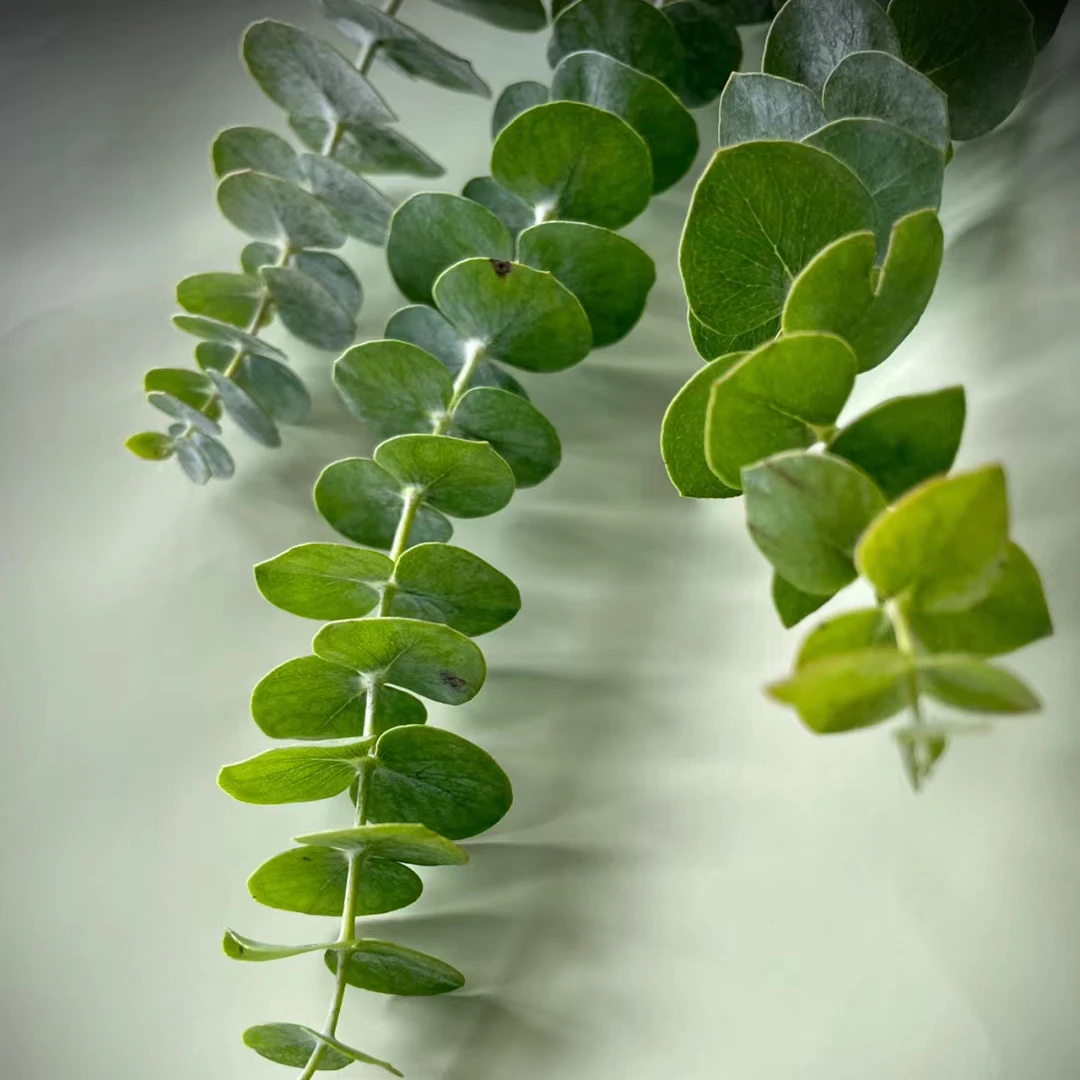 【尤加利叶/黄莺】粉丝福利下单送