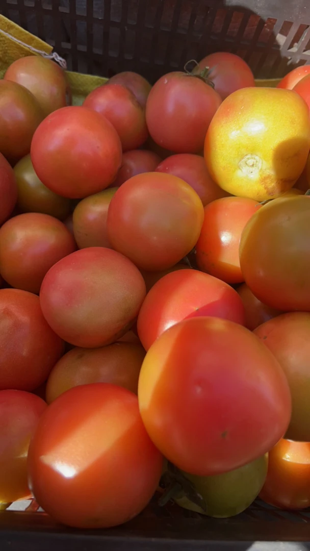 【云南农家自种番茄】优质精选西红柿