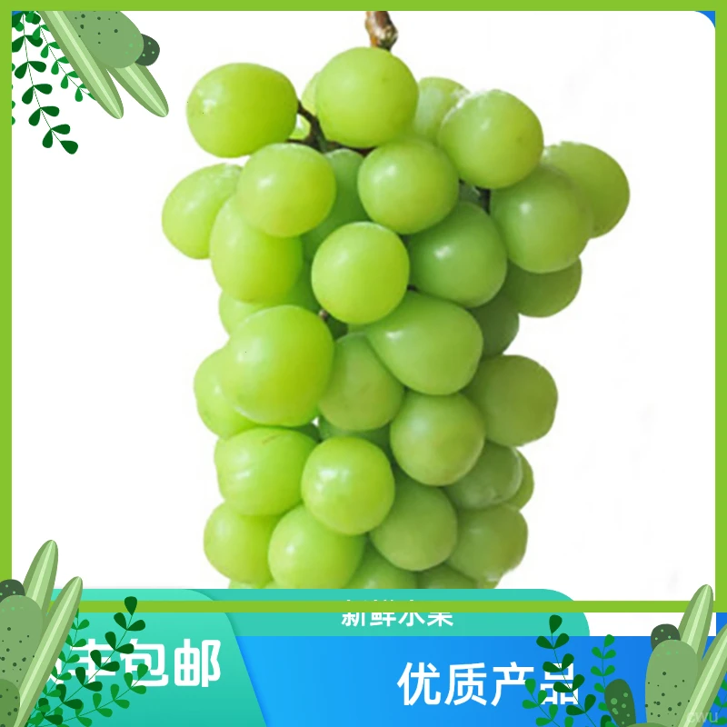 顺丰包邮阳光玫瑰葡萄新鲜当季孕妇提子水果香甜多汁现摘现发批发