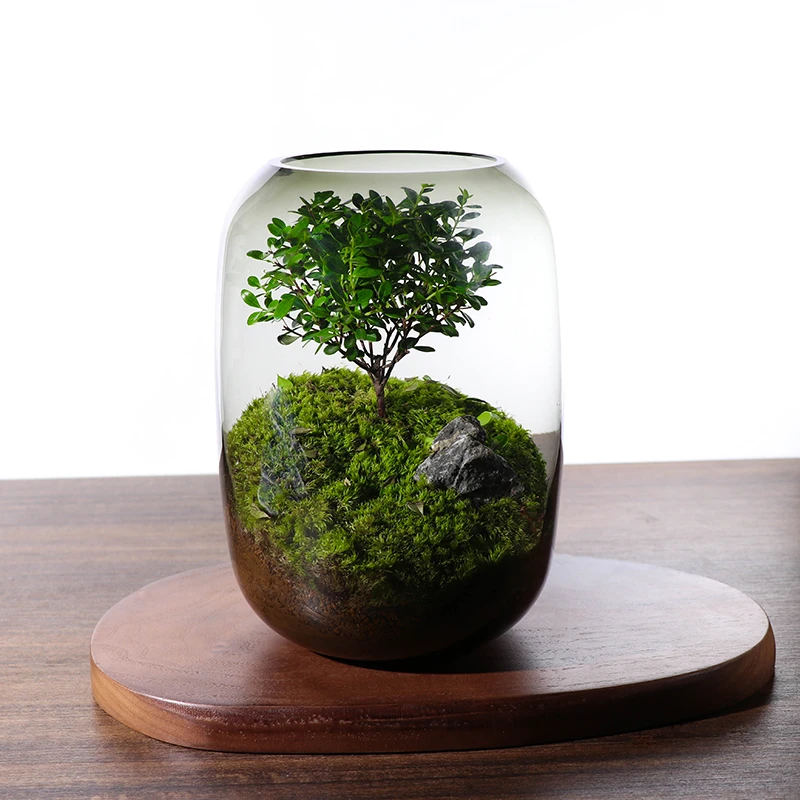 生命之树微景观创意摆件桌面盆景盆栽玻璃造景绿植物女生态小礼物