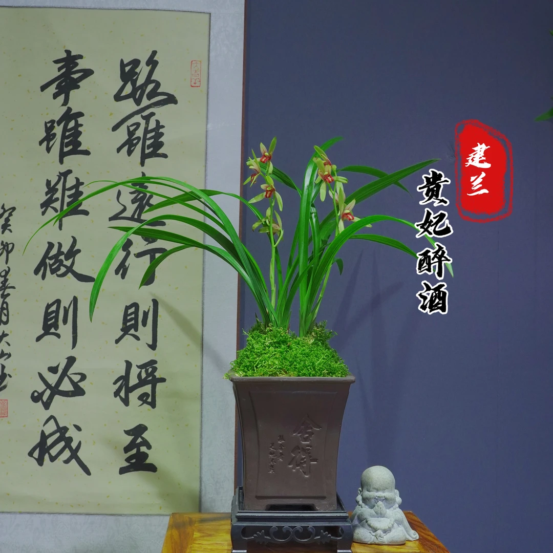 兰花建兰名品[贵妃醉酒]带舍得陶瓷盆种好适合新手好养易活夏季
