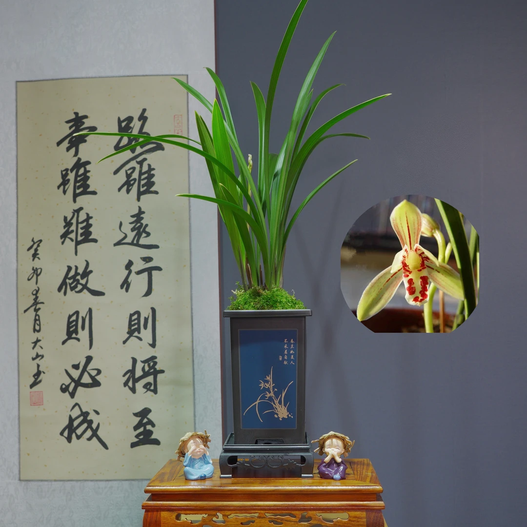兰花[小桃红]带国风陶瓷盆种好适合新手好养易活