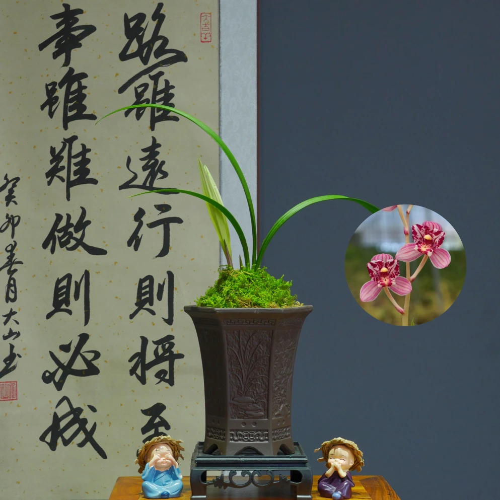 兰花建兰名品[凤舞九天]带六方浮雕陶瓷盆种好适合新手好养易活
