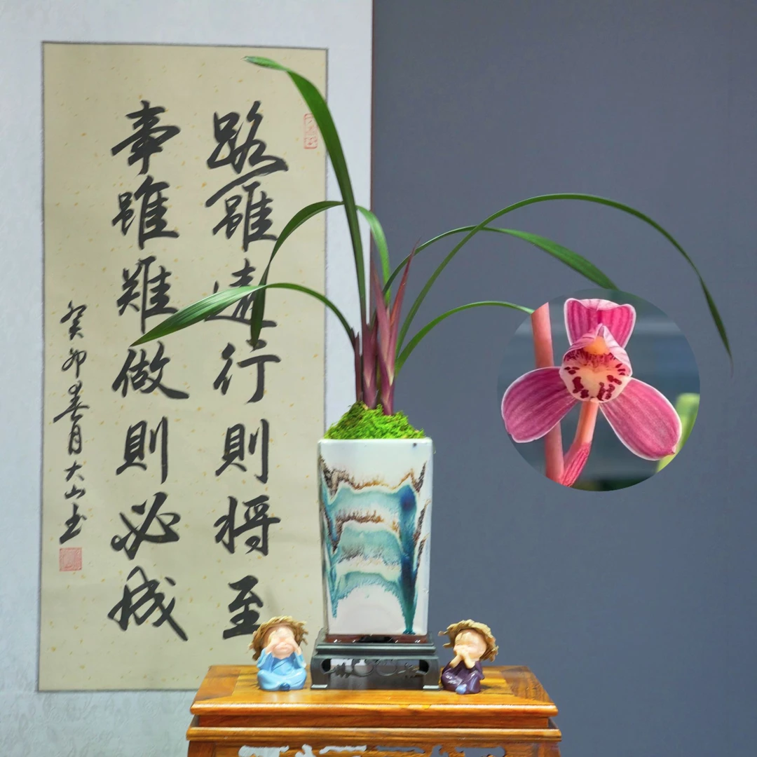 兰花[大红红荷]带四方兰花陶瓷盆种好好养活浓香型