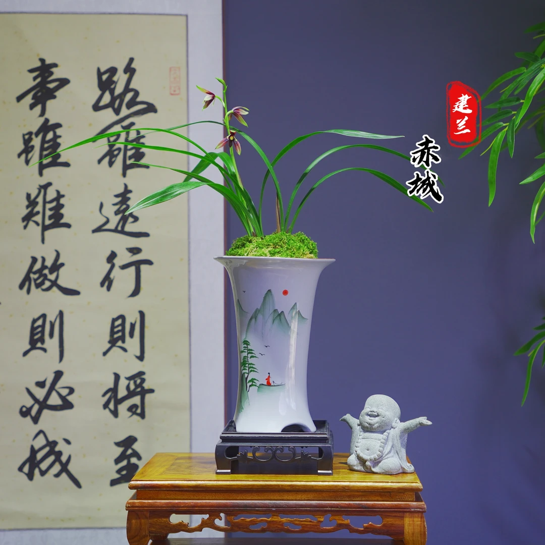 建兰峨眉晨光[赤城]带山水陶瓷盆种好适合新手好养易活四季种植