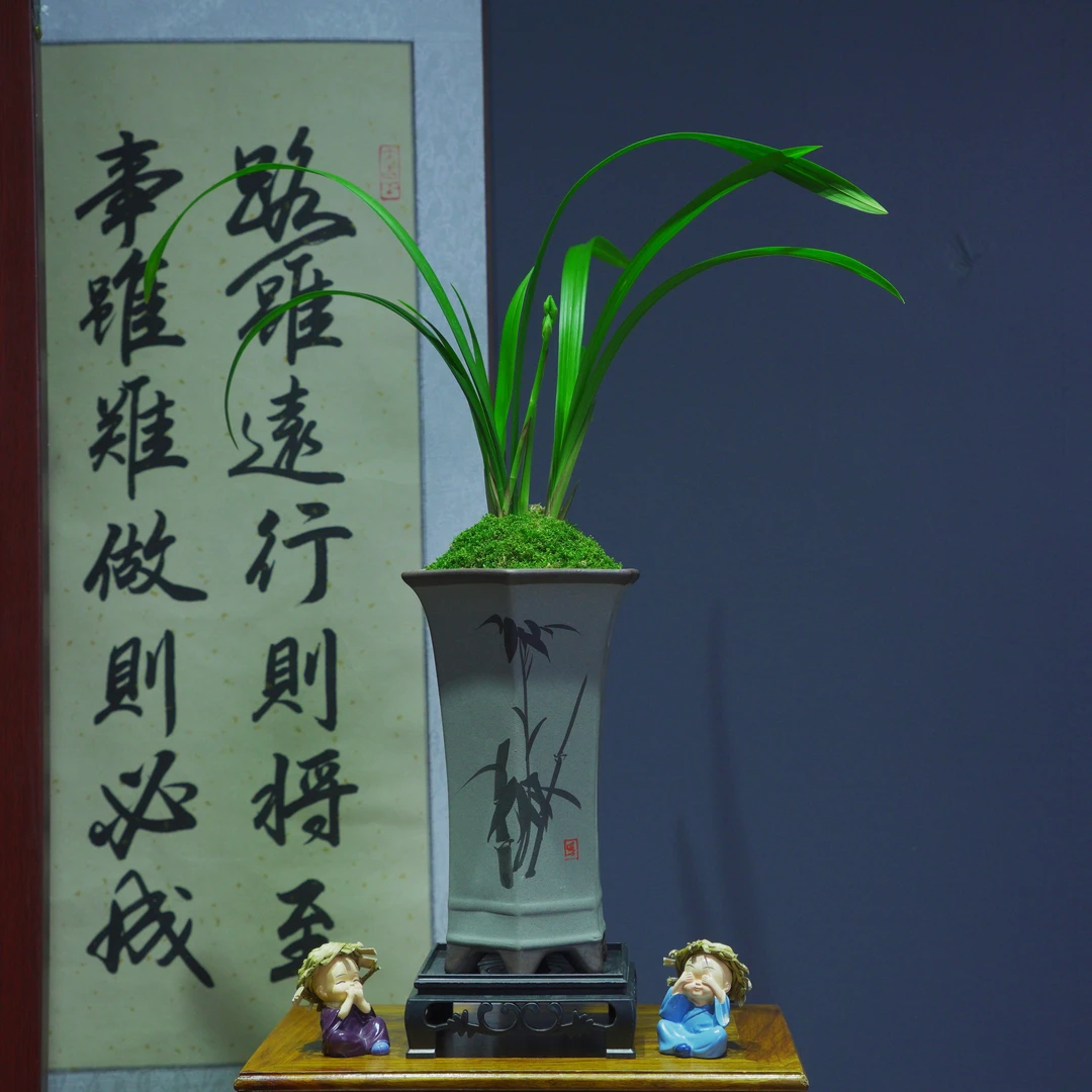 仙山红带陶瓷盆种好适合新手好养易活