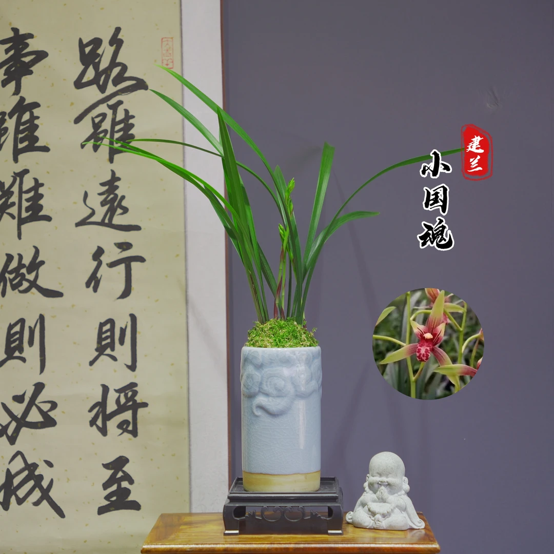 建兰名品[小国]带青色陶瓷盆种好适合新手好养易活
