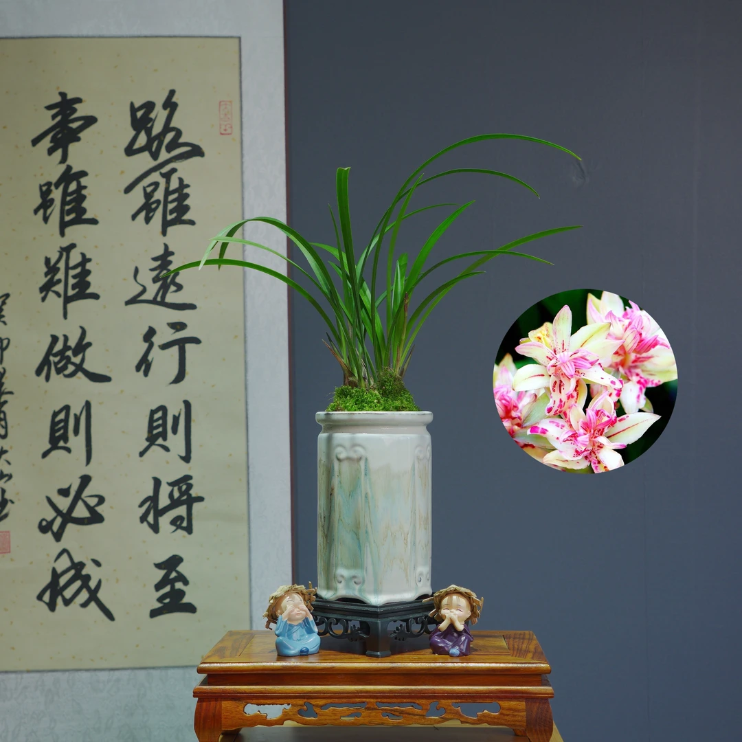 兰花[富山奇蝶]带白色笔筒盆种好适合新手好养易活