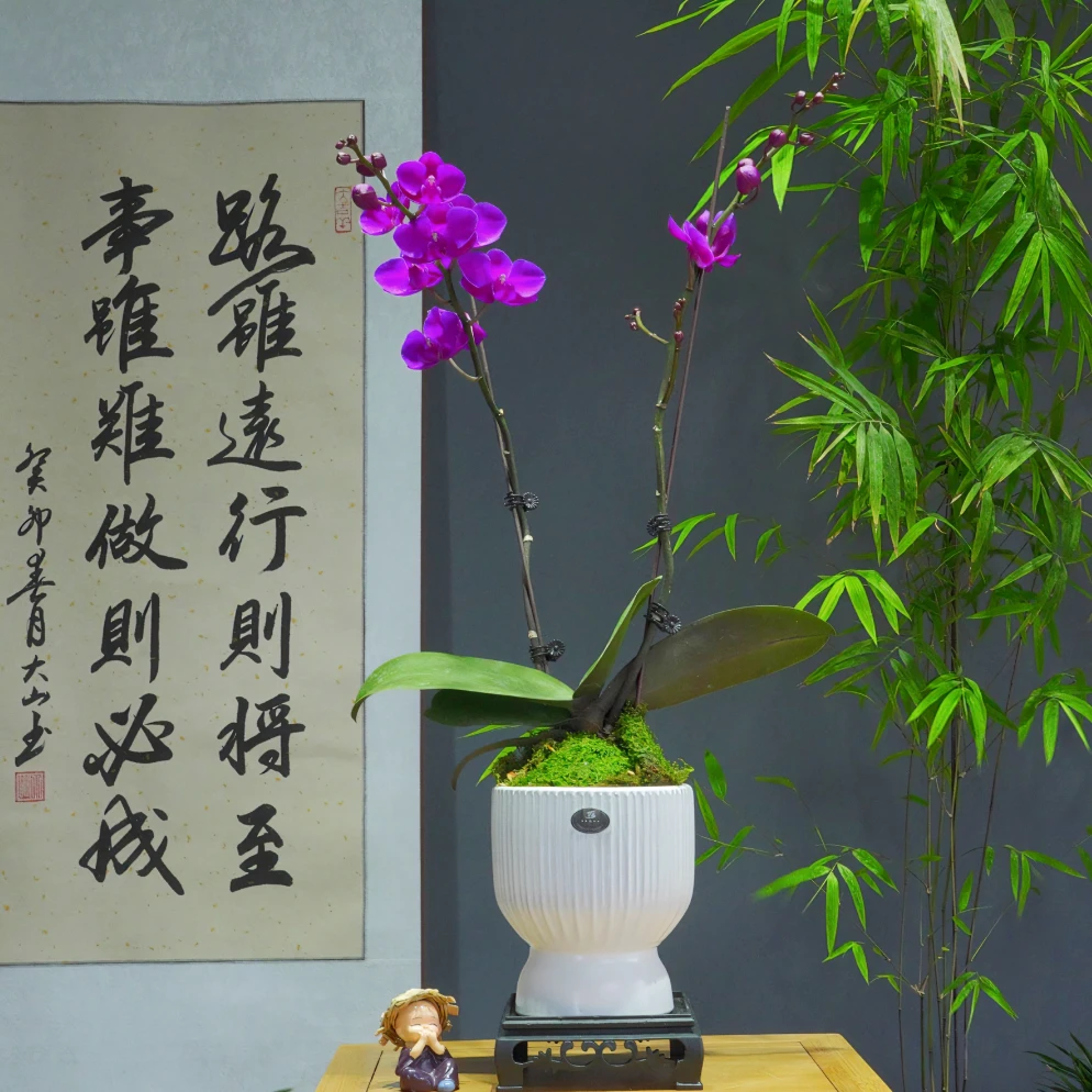 兰花[蝴蝶兰]紫蜻蜓 浓香型带北欧盆种好勤花勤芽