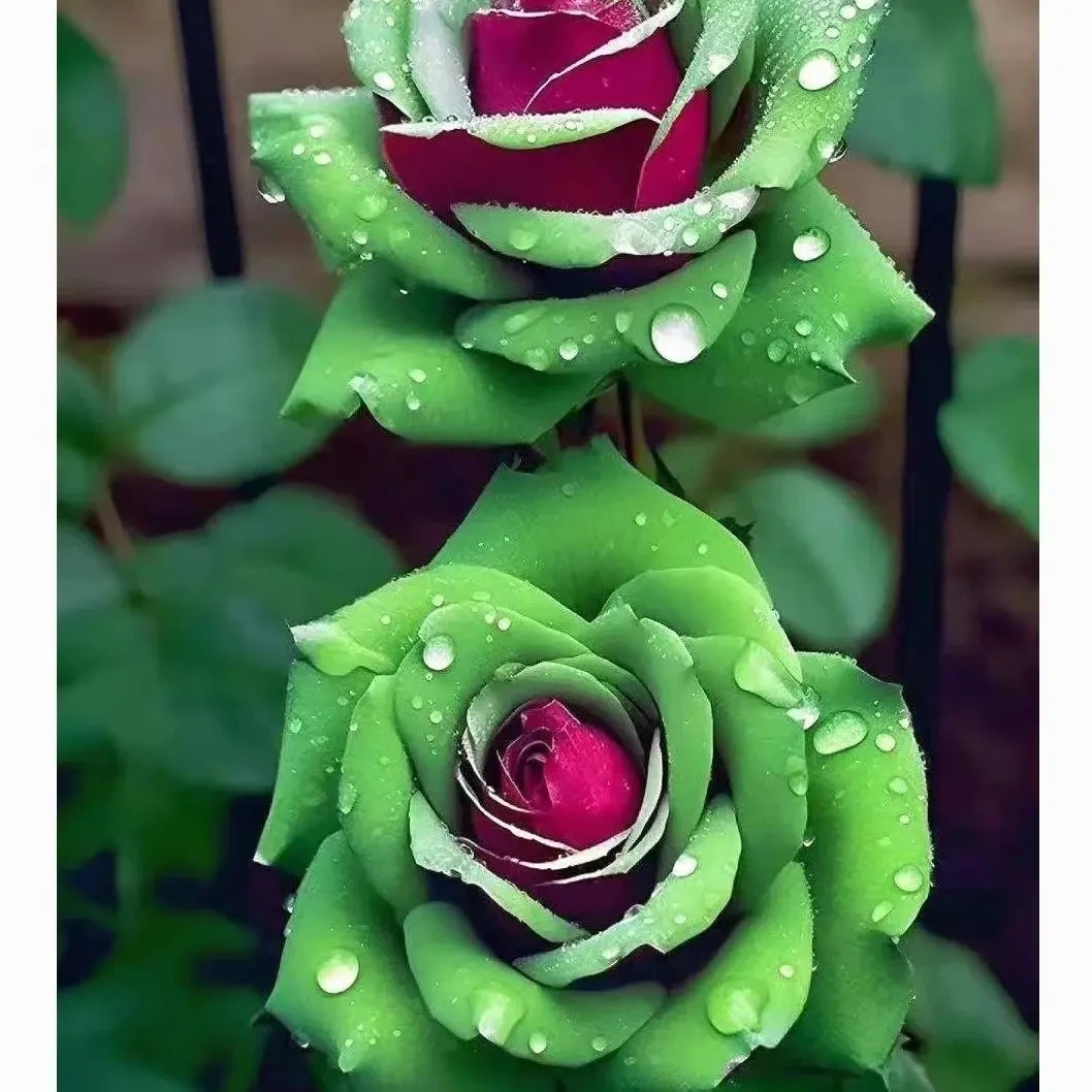 进口苏格红绿【稀有新品种】玫瑰老桩浓香型四季开花花苗盆栽老桩