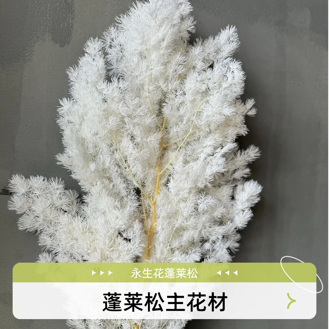 永生蓬莱松花店花材家庭插花保鲜观赏艺术花材