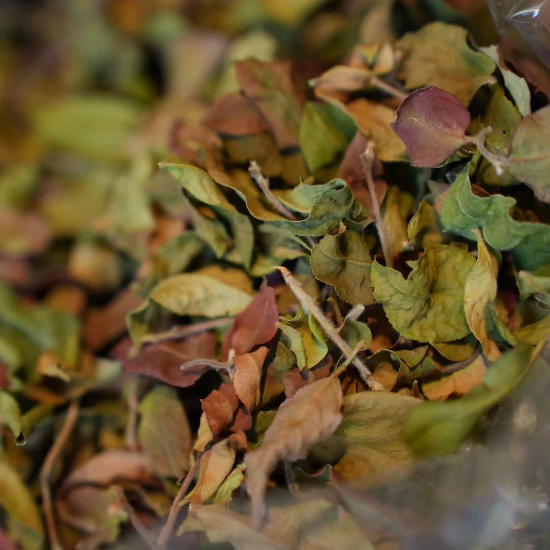 胭脂白茶 白茶(散茶)