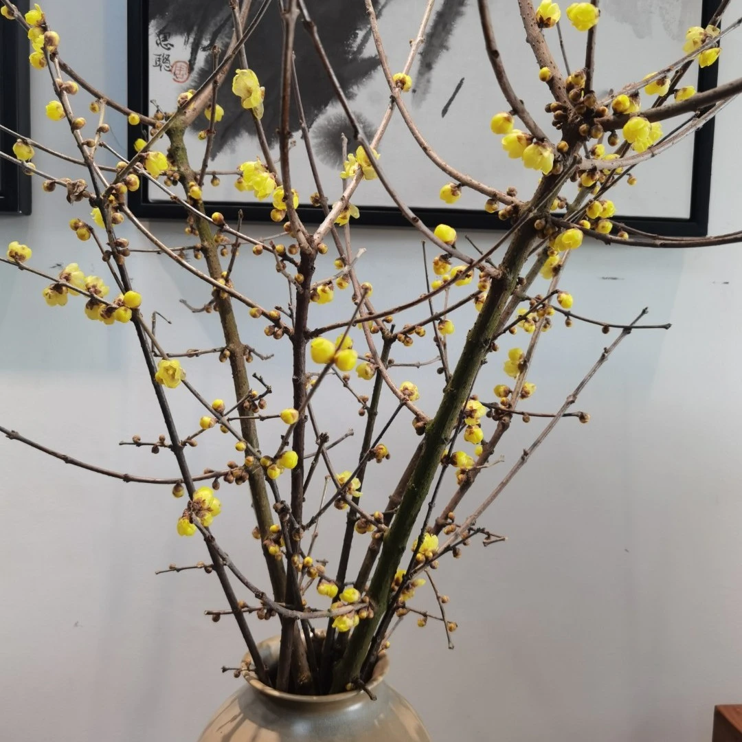 花中圆    龙年大吉，腊梅鲜切花，花期超长，浓香型。