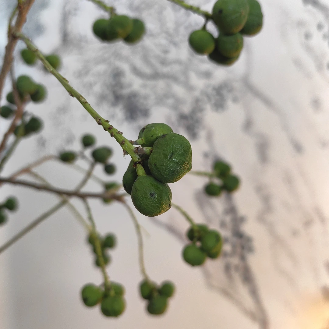 花中圆    乌桕又名菩提果，果皮会黑色，可破壳而出成为小白果。