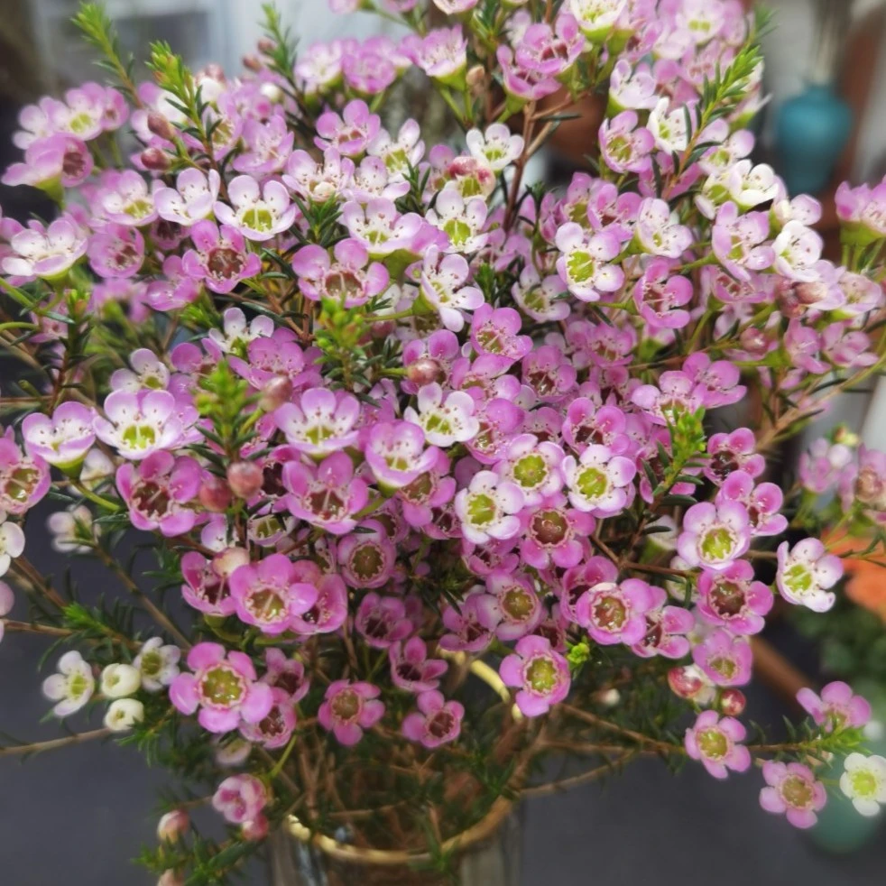 花中圆      澳洲腊梅（各色可选）买一送一