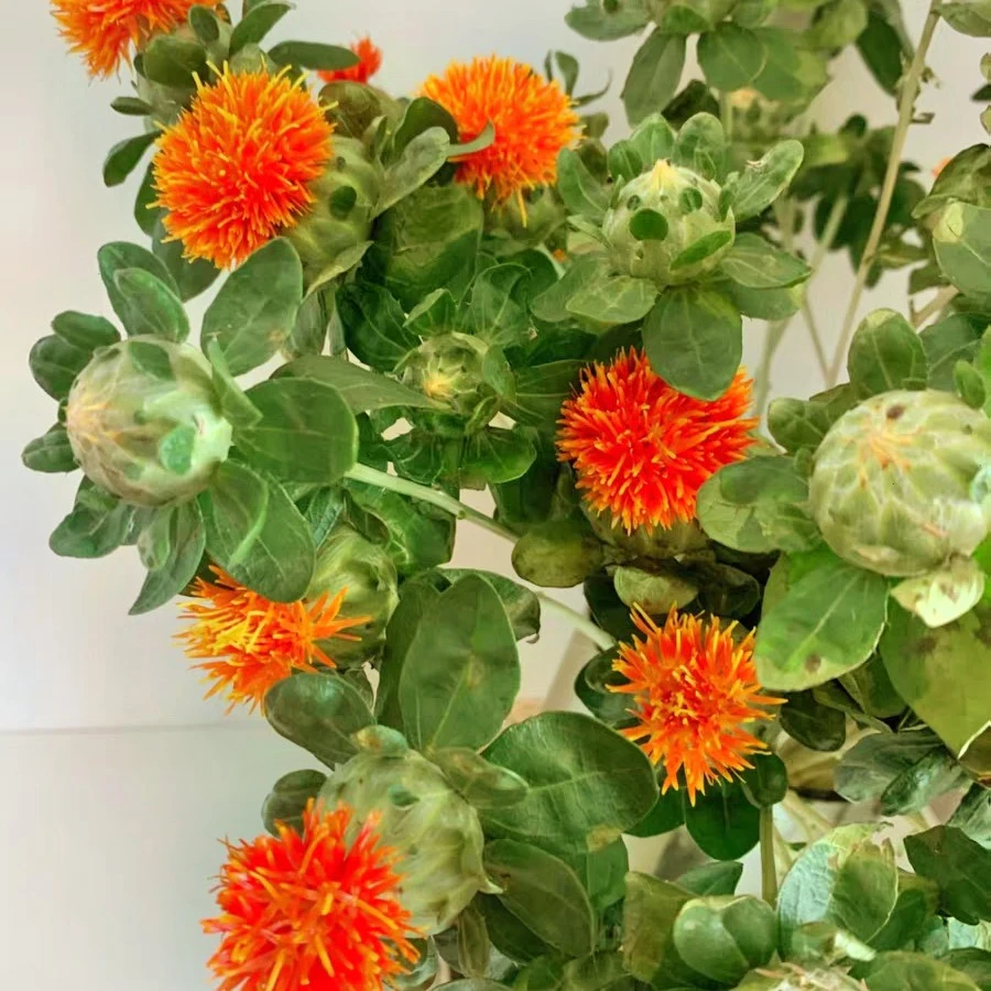 花中圆    橙菠萝鲜花，颜色艳丽，可做干花。