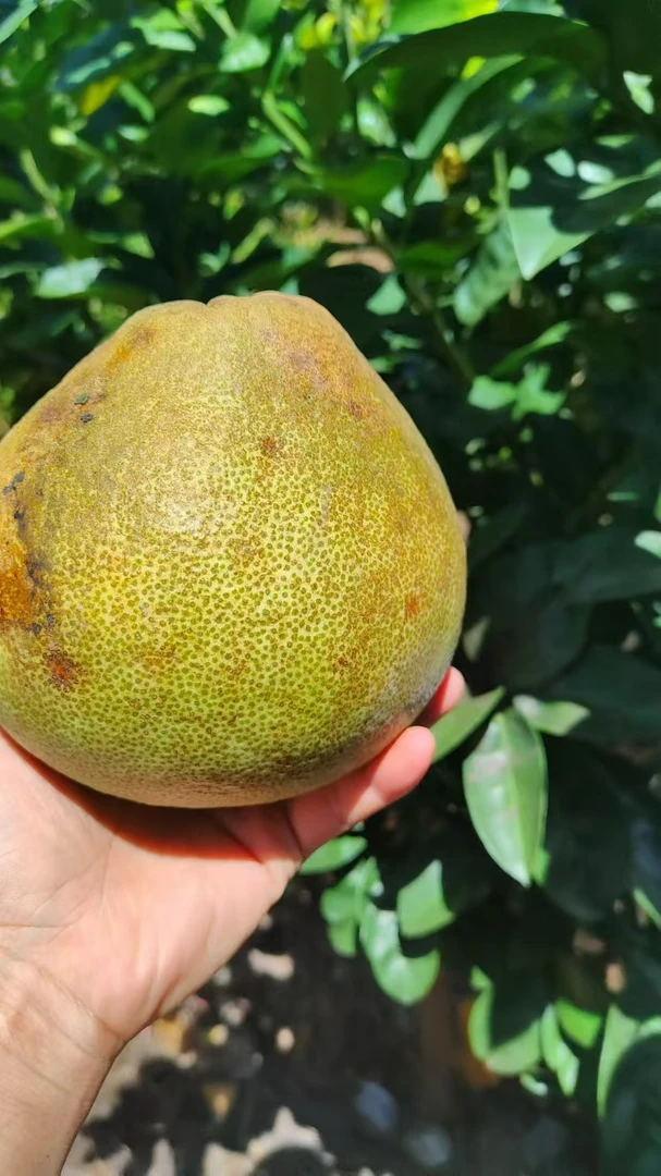 顺丰包邮仙游特产文旦柚丑果花皮好果酸酸甜甜