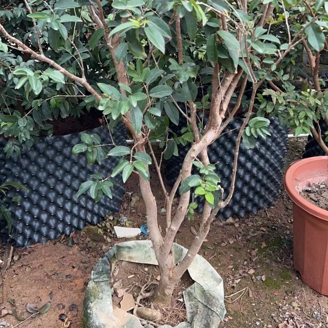 乔尼尔盆景造型  庭院，花园，楼顶