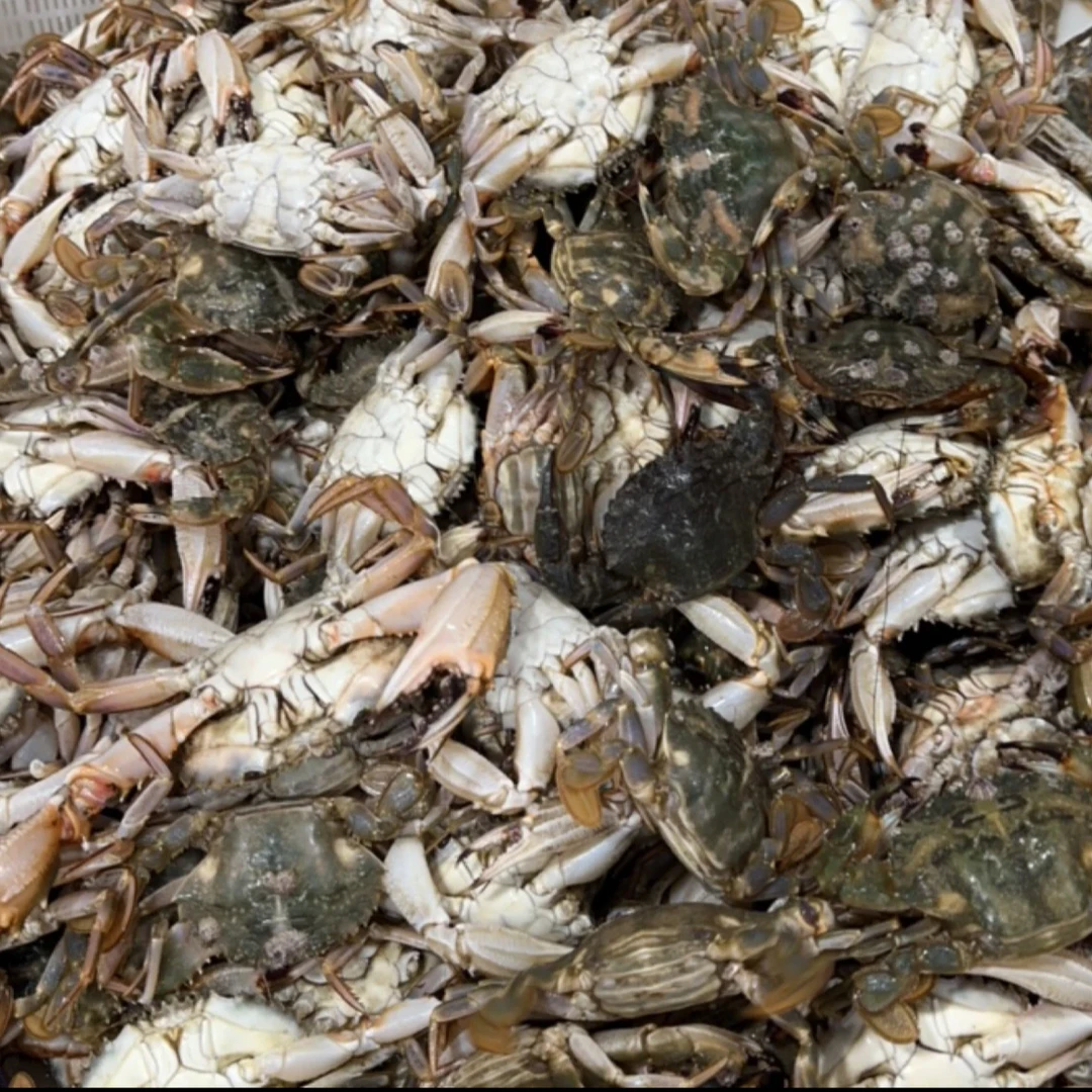 【保鲜不保活】东港花盖蟹 鲜活发货 2-5斤单只1两起 顺丰包邮