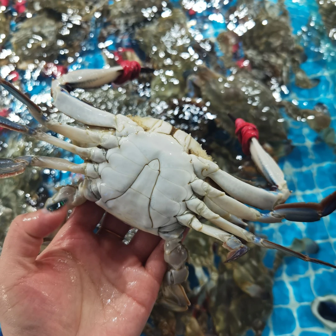 东港飞蟹 【保鲜不保活】2-5斤鲜活发货腿甲不全单只2两起