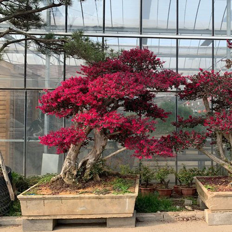 红花檵木桩一物一拍