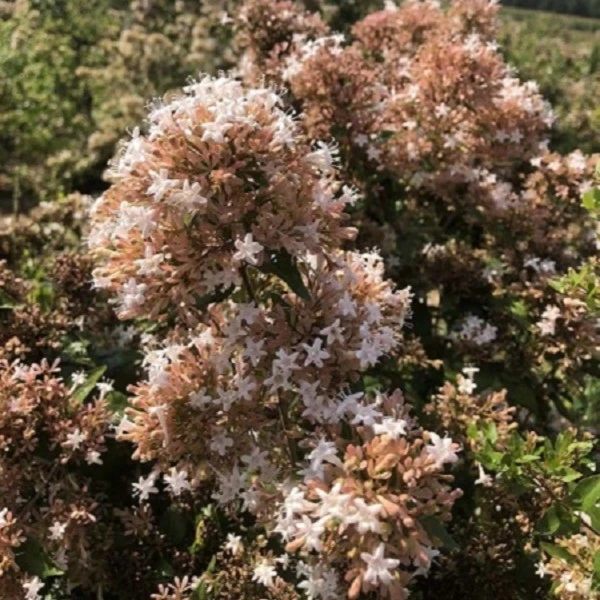 北方绿植糯米条花，北方庭院耐寒耐旱花卉，秋季开花