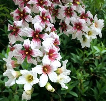 北方绿植文冠果花苗，观花观叶观果花卉，苗圃直发绿化景观植物