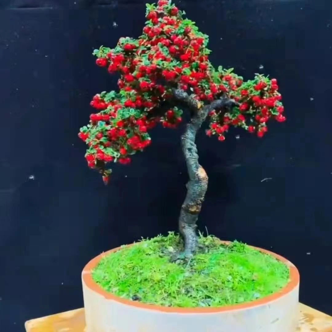 珍珠，米叶，红花，荀子。开红花挂红果，盆养地养都可以。