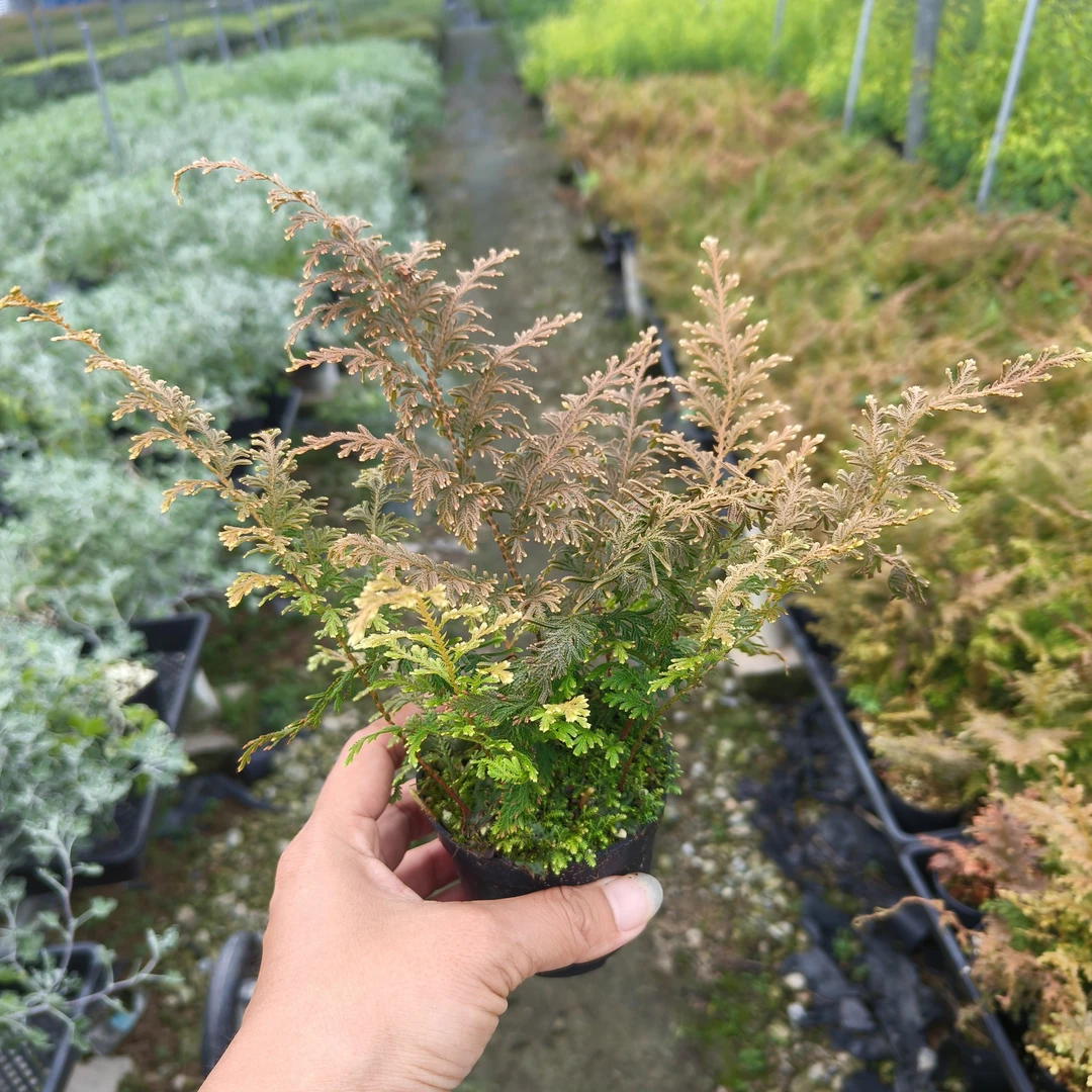 黄金蕨 凤凰蕨 花叶卷柏 叶子颜色多变山野草盆栽盆景素材苗