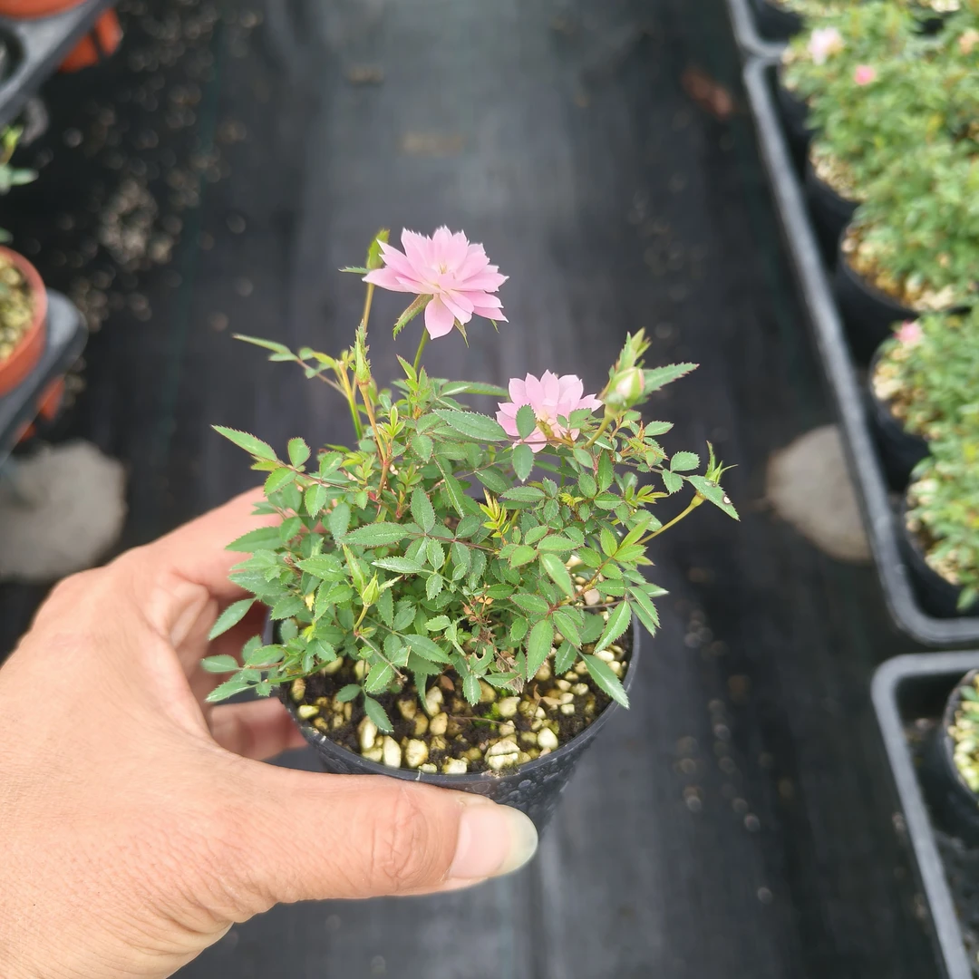 姬月季  日本姬乙女  迷你微盆景阳台桌面四季花开盆栽花卉