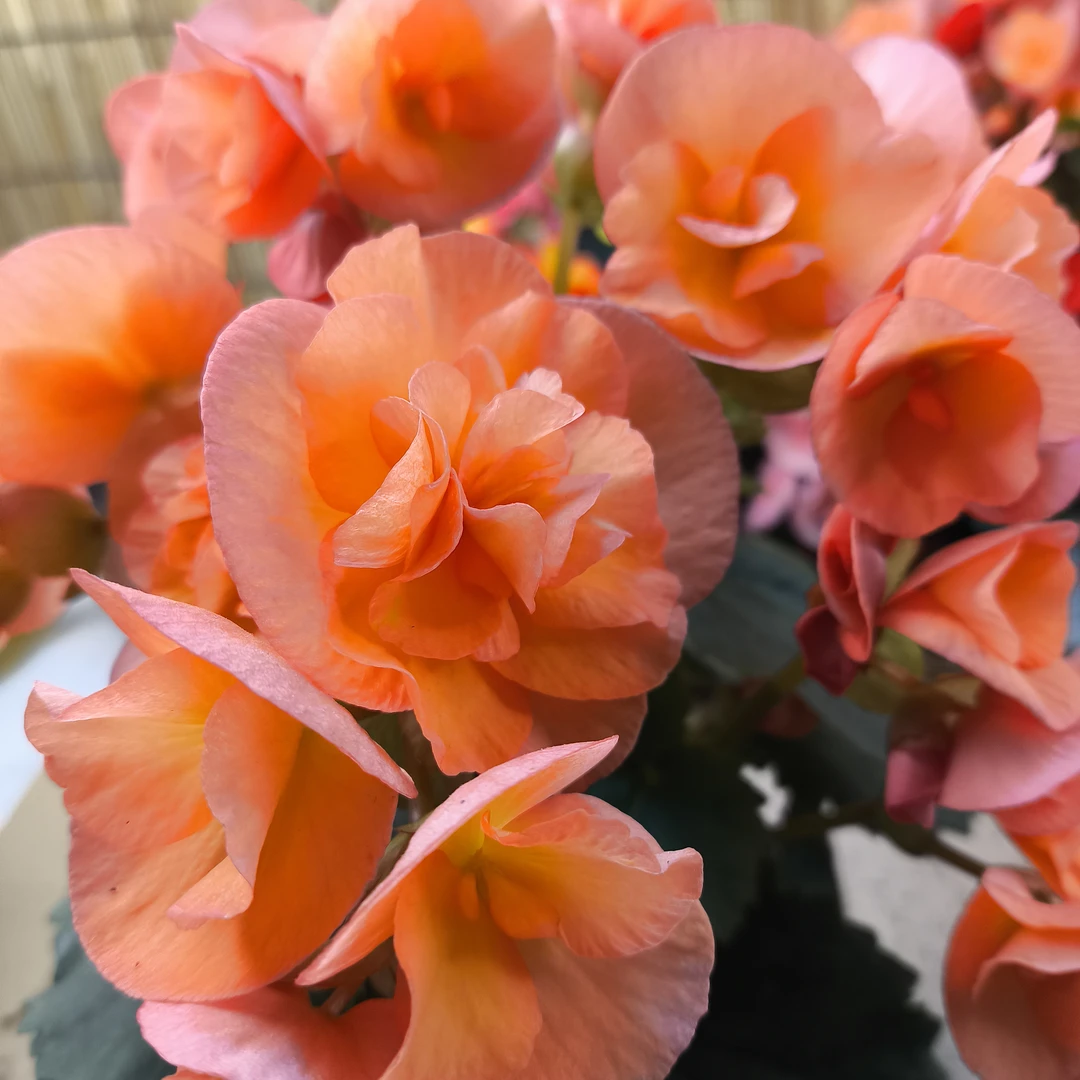 [蜜汁甜杏]丽格海棠重瓣室内盆栽四季开花好养花卉