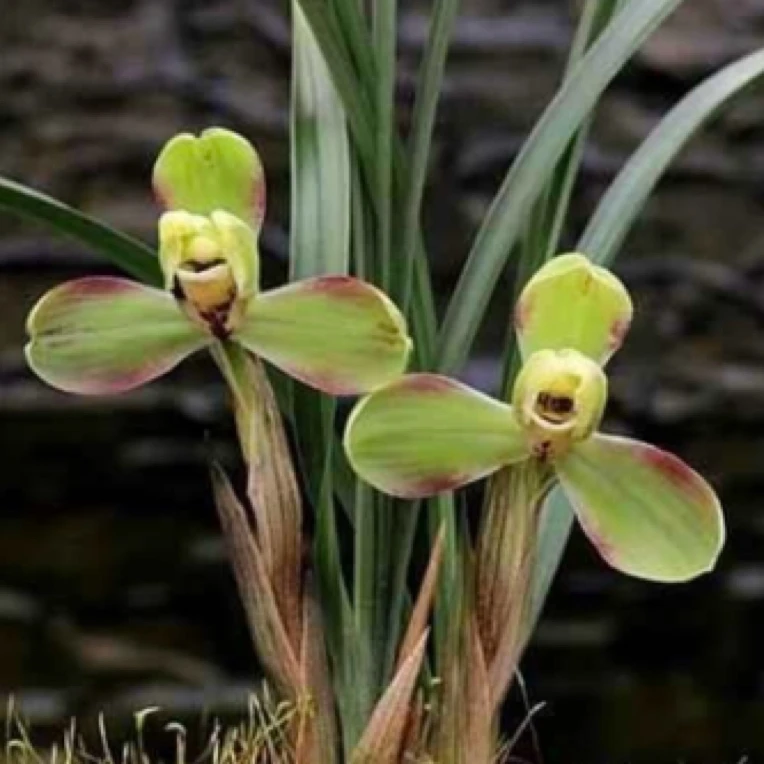 春兰新人见面礼标准梅瓣非常香叶子高雅花型完美春兰红葡萄