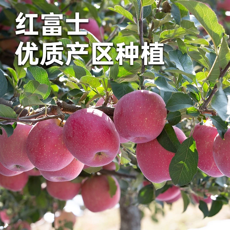 【2024】烟台酥脆红富士苹果80mm中果