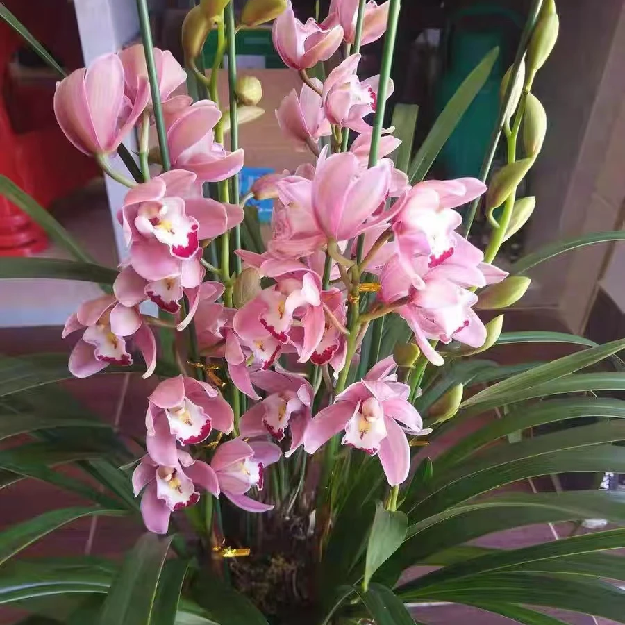 大花惠兰浪漫樱花12月-次年3月花期【6-8株苗不带花苞】种好发货