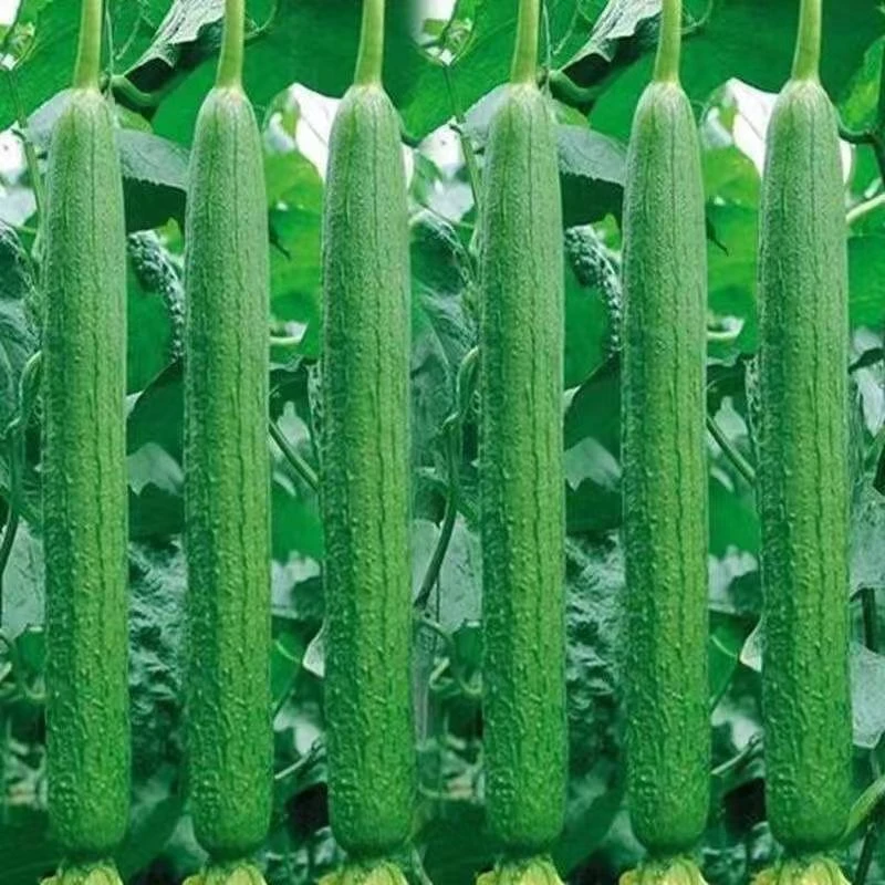 长香丝瓜籽早熟长顺直耐热爬藤长丝瓜庭院阳台四季蔬菜种